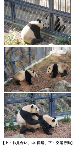 上野動物園 ジャイアントパンダの展示を再開します 上野浅草ガイドネット探検隊